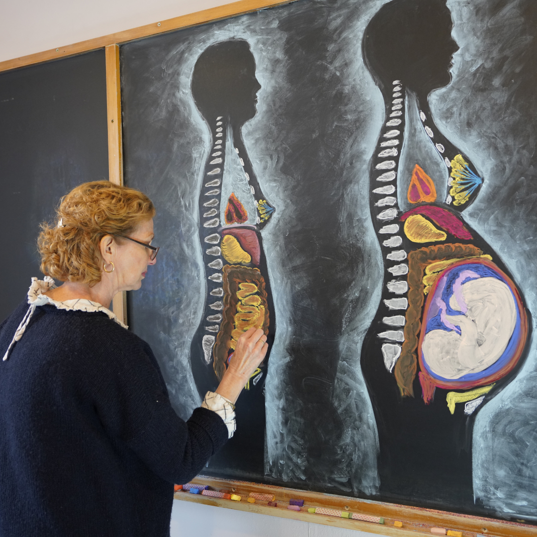 embryology-teacher-chalkboard-drawing